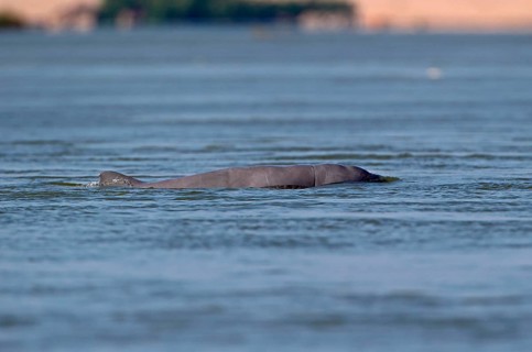 Irrawaddy dolphin