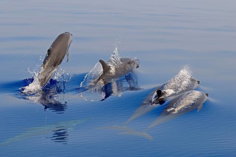 Pantropical Spotted Dolphin