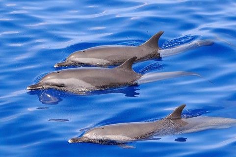 Pantropical Spotted Dolphin