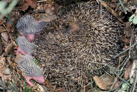 European hedgehog
