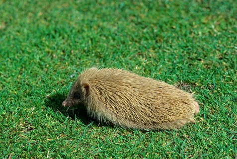 European Hedgehog