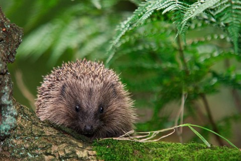 European Hedgehog