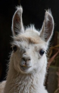 Llama