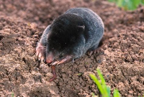 European mole