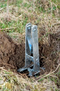 European mole