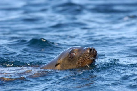 California sea lion