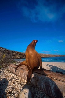 Zalophus californianus wollebaeki