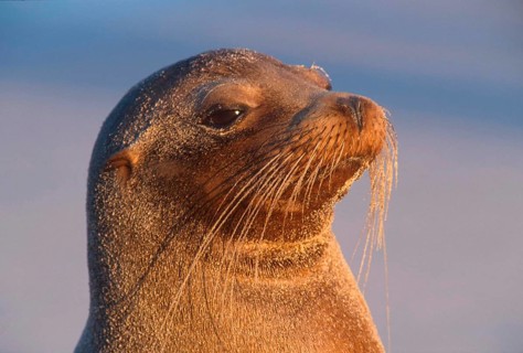 Zalophus californianus wollebaeki