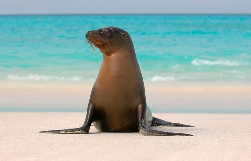 Galapagos seal
