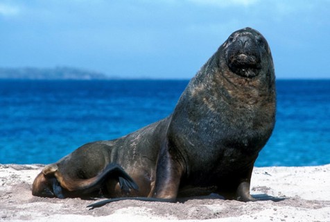 Hooker's Sea Lion