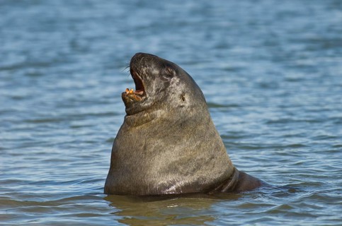 Neophoca hookeri