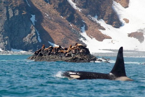 Steller's Sealion