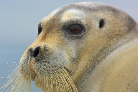 Bearded seals