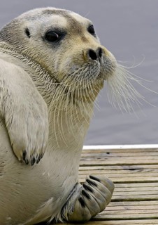 Bearded seals