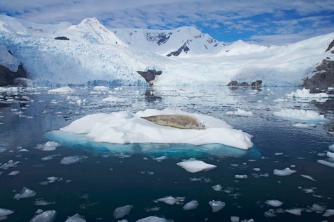 Crab-eating seal