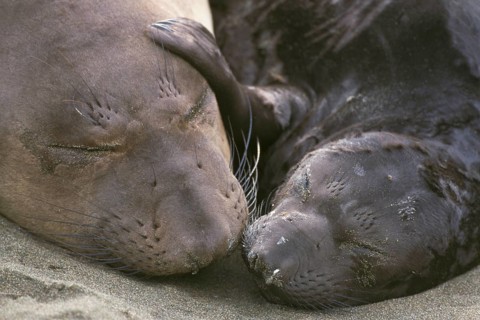Northern Elephant Seal