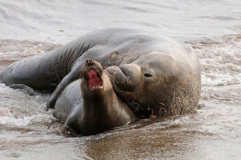 Northern elephant seal