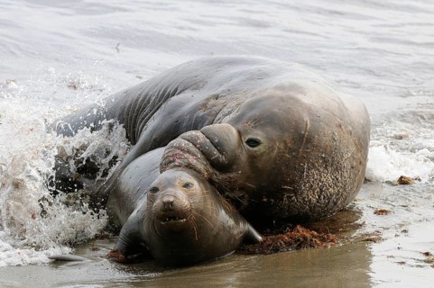 Northern elephant seal