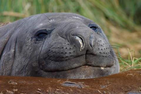 Southern Elephant Seal