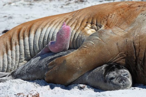 Southern elephant seal
