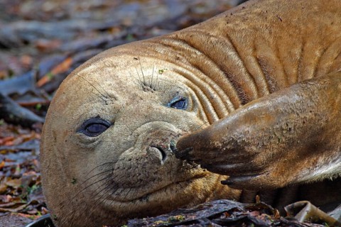 Southern Elephant Seal