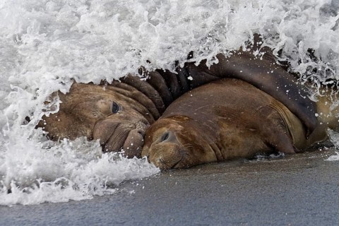Southern elephant seal