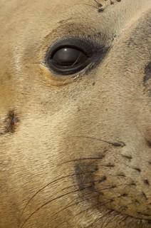 Southern elephant seal