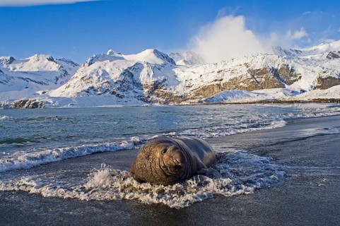 Southern Elephant-seal