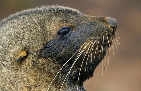 Kerguelen fur seal