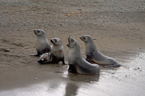Kerguelen fur seal