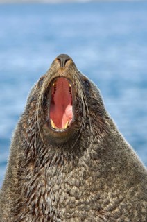 Kerguelen fur seal