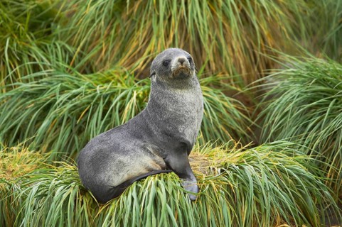 Kerguelen fur seal