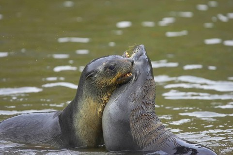 Kerguelen fur seal