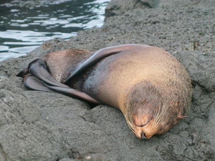 Galapagos Sea Bear