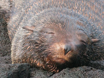 Galapagos Sea Bear