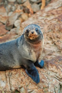 New Zealand fur seal