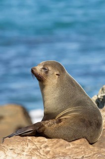 New Zealand fur seal