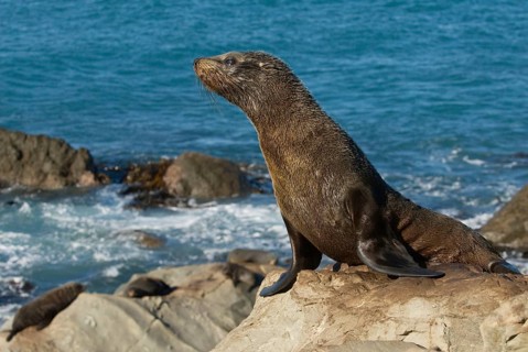 New Zealand fur seal