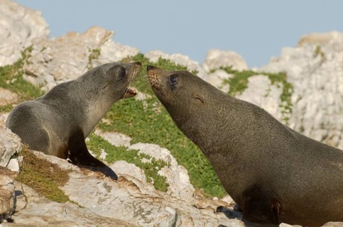 New Zealand fur seal