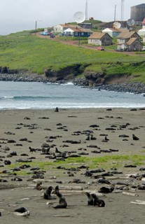 Northern Fur Seal