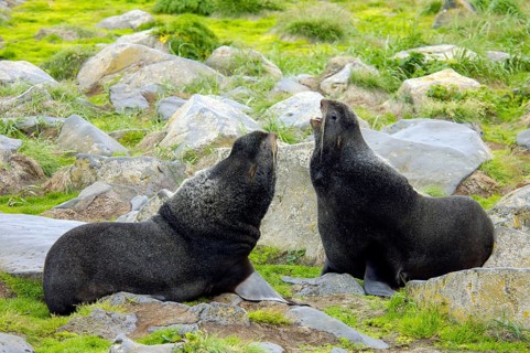 Northern Fur Seal
