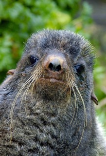 Northern Fur Seal