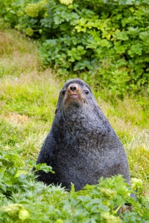 Northern Fur Seal