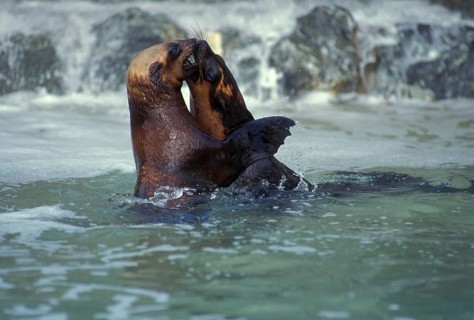 South African fur seal