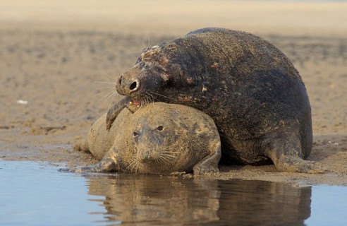 Grey seal