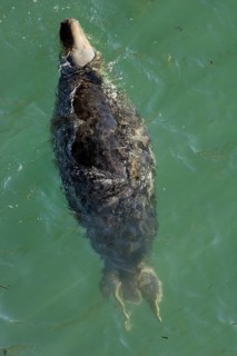 Grey Seal