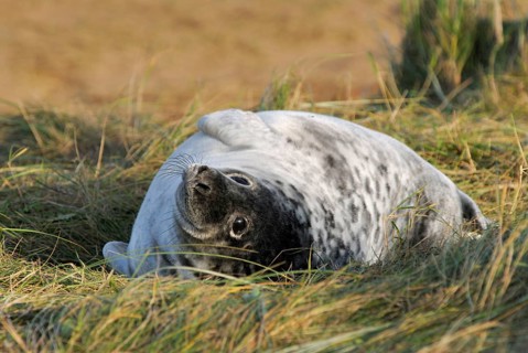 Grey seal
