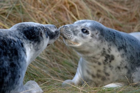 Grey seal