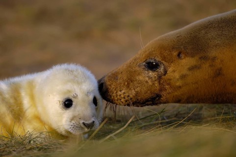Grey seal