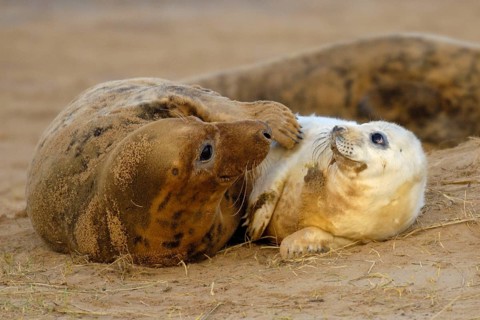 Grey seal